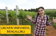 Grover Vineyards || Bengaluru